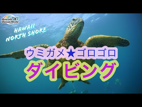 【ハワイ・ダイビング】ウミガメ宝庫な激レアポイントでまったり癒しダイビング！Scuba Diving at Haleiwa, North Shore of Hawaii