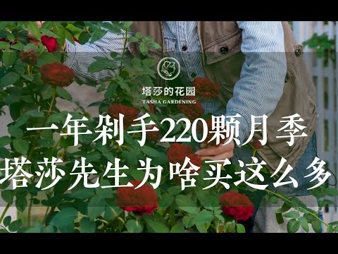 一年剁手220颗月季  塔莎先生为啥买这么多