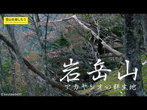 【登山】岩岳山　アカヤシオ・シロヤシオの大群生地　| 静岡県 | 静岡の百山