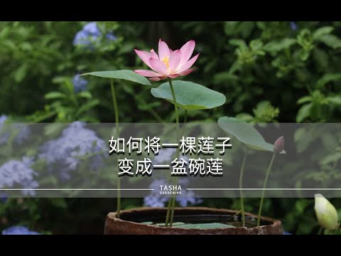 如何将一颗莲子，变成一盆碗莲