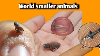 world smaller animals |Bee hummingbird 🦜| Paedocypris fish|| 🐟