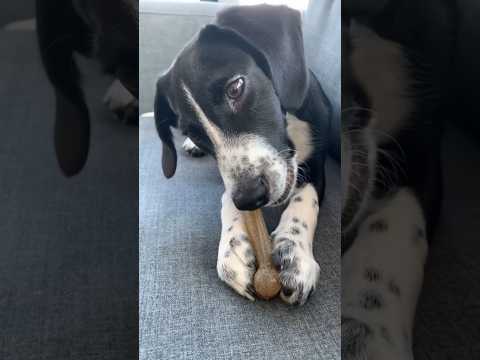 baby Domino & his bone 🦴