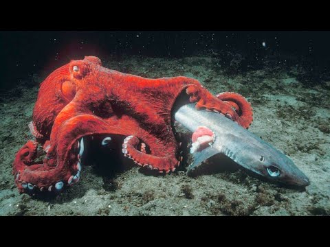 How Octopuses Hunt Sharks