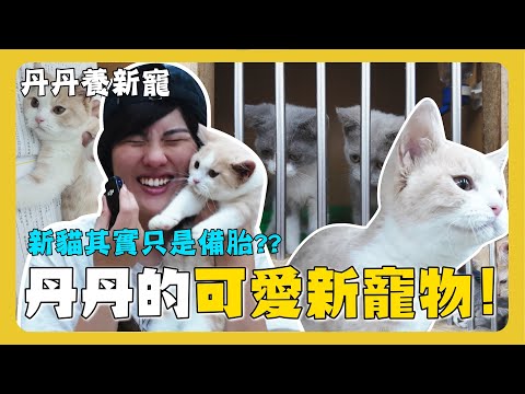 Vlog｜丹丹又敗家了？新寵物歡迎加入！ #小貓貓園 #台南 #貓咪