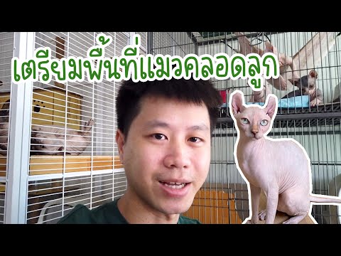 แม่แมวสฟิงซ์ใกล้คลอด ได้เวลาเตรียมพื้นที่สำหรับแมวใกล้คลอด (Sphynx Cat)