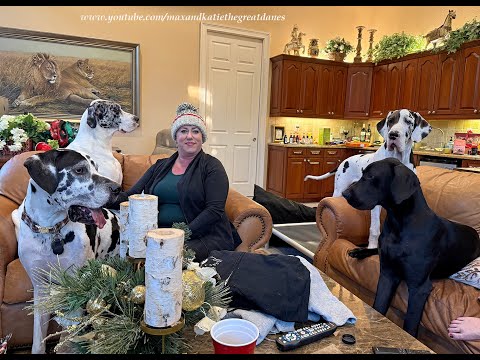 7 Funny Great Danes & Puppies Enjoy Sharing Snacks & Seats On Their Play Date