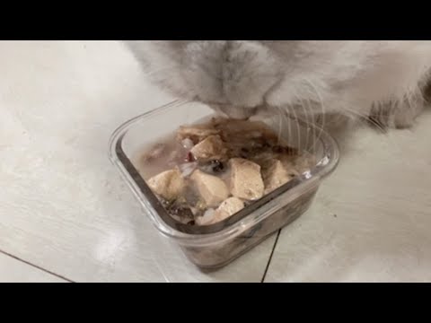 小猫猫我啊，不爱吃肉就爱喝汤