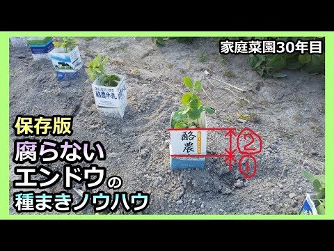 【保存版：腐らないエンドウの種まきノウハウ】 家庭菜園30年目