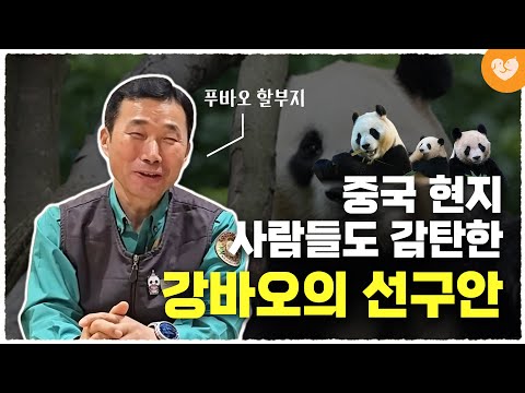 "푸바오 같은 해외판다는 우리식으로 치면.." 중국인 시선으로 바꿔 생각해본 강바오의 선구안  I  판다 인기 순위는?