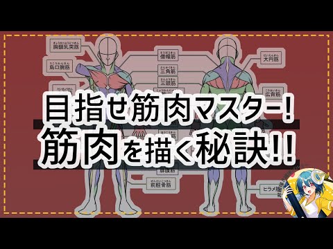 目指せ筋肉マスター！筋肉を描く秘訣！！｜パルミーで全編公開