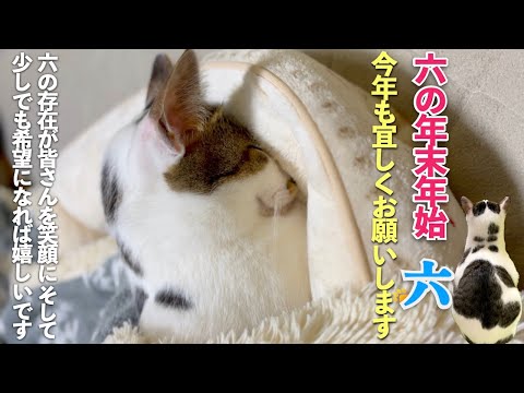 [猫の年末年始] 愛猫の大晦日から三ヶ日の模様をお届け「六が皆さんに笑顔と希望をお届けできれば嬉しいです」| [生まれ変わりの猫] 六 (Roku)