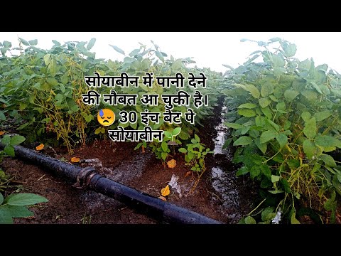 सोयाबीन में पानी देने की नौबत आ चुकी है।😓 30 इंच बैट पे सोयाबीनNRC 🌱