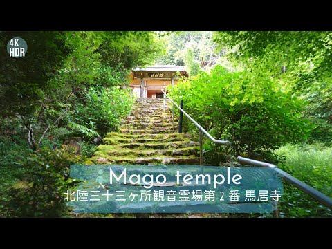 [4KHDR]Walking tour Magoji(Japanese old temple)[Japan]福井県内最古の寺院 馬居寺を散策