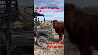 An Entire Workday Ep 4 #funatwork #talesfromwork #ranching #cows