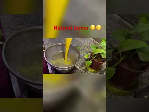 Natural Junnu Preparation 🤤#youtubeshortsviral #like #share #subscribe#AshwiniUday_1829❤️