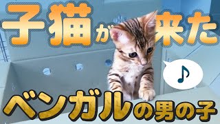 【ベンガルの子猫が来た日】先住犬との初対面！　The day the bengal cat came to us.