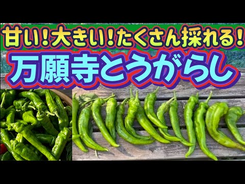 【楽しい獅子唐栽培】京野菜〜万願寺とうがらしは凄い