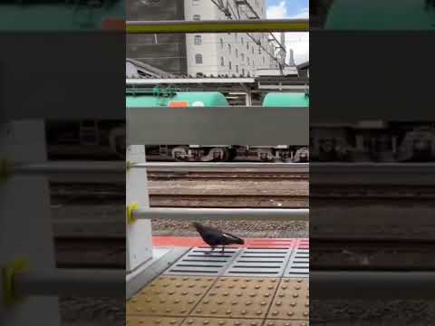 【悲報】撮り鉄、「お下がり下さい」を無視して駅のホームの外側を闊歩する【鳥鉄】