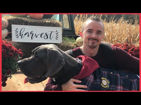 Great Dane 14 Month Update