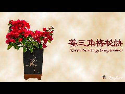 三角梅种植秘诀｜Tips for growing bougainvillea