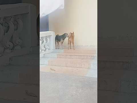 Top fight dogs in temple #dogismylife #straydoglove #strayanimals #doglover #straydogslife#straydogs