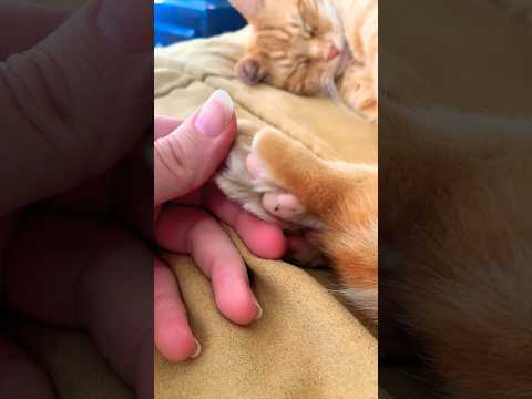 #catshorts #catvideos #countrylife #texas #precious #orangecat #catlovers #toebeans #catpaws #kitten