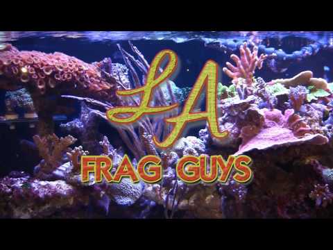 LA Frag Guys #3 Jim Stime Coral Reef Display Tank