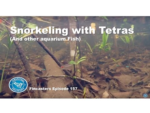 Snorkeling with Tetras  Fincasters Episode 157