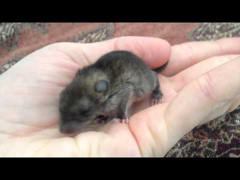 Tiny Baby Rat - Lord Bertram's First Yawn in the Asylum