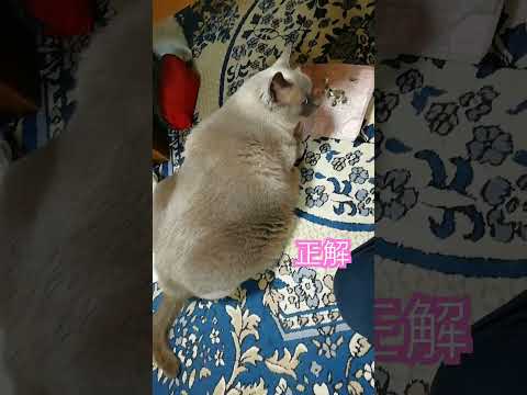 【不正解の時があるネコさん】食べ方のクセが強いテトちゃん　#shorts #cat #正解 #不正解　#くせが強すぎる猫 #おやつ#テトちゃん