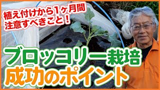 家庭菜園や農園のブロッコリー栽培は植え付けから1ヵ月に注意！初期生育を成功させるブロッコリーの育て方を徹底解説！【農園ライフ】