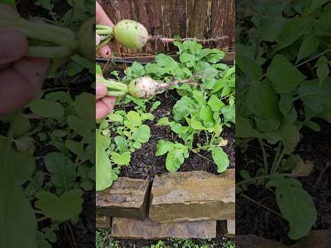 Radish Harvest in Stormy December, Zone 9a || DHBG