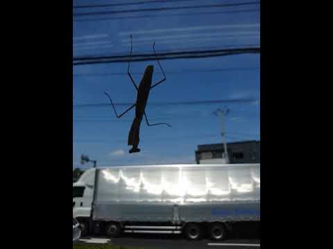 カマキリがガラスにヘバリ付いてるよ🎵