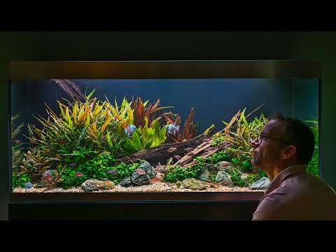 MY BIGGEST LESSONS FROM THIS 5 YEAR OLD PLANTED TANK (4K)