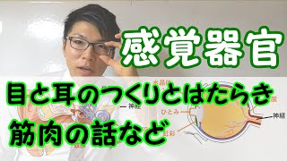 【中学理科】感覚器官～目・耳，メダカの実験，筋肉の話～ 2-10【中２理科】