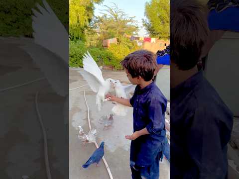 Meri piyari Kabootar 🕊️😍❤️😳👍✌️#youtubeshorts #shortvideo #shorts #villagelife