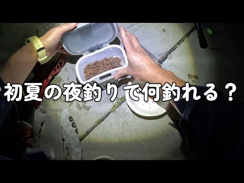 初夏の夜釣りで何釣れる？