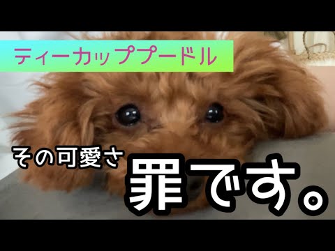 【ティーカッププードル】可愛いすぎてヤバいですw助けてください