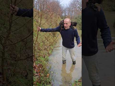 Alders grow best by water #adventure #treeplanting #permaculture #nativetrees #cat #ponds #gardening