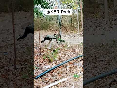 Peacocks @ KBR national park Hyderabad #peacock  #hyderabad