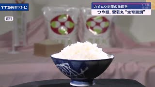 県産ブランド米「つや姫」と「雪若丸」の生育状況