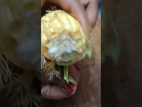 Peeling of corn 🌽 trick #viral #ytshorts #shortvideo