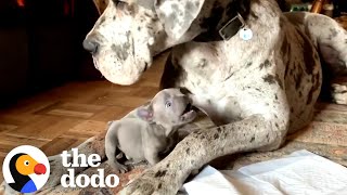 1-Pound Frenchie Got His Life Skills From A Great Dane | The Dodo