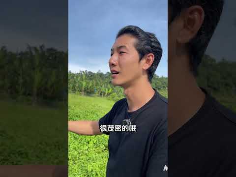 带爷爷去吃猫山王的祖宗...坤玉王！但没想到一场飓风后只剩3棵树...且吃且珍惜 Part2  #shorts 【马来堂哥】#马来西亚