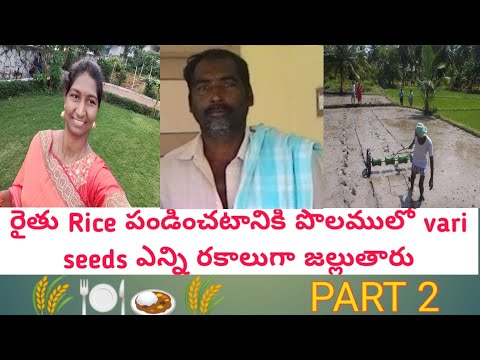 Part 2 | How many ways do we sow rice seeds in the field? | Part 2 | Drum seeder | Rice plants