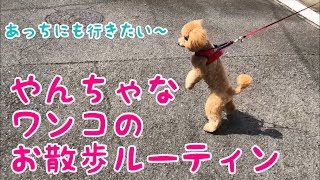 毎日の散歩が大好きすぎる犬のルーティン【トイプードル】【toy poodle】【デカプー】