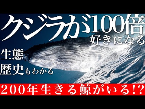 地球最大の動物クジラの秘密！沖縄ホエールウォッチング前に見てください