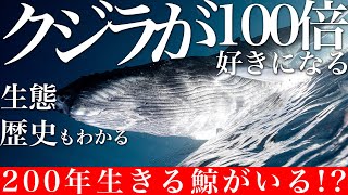 地球最大の動物クジラの秘密！沖縄ホエールウォッチング前に見てください