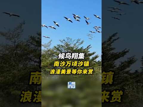 候鳥翔集，廣州南沙萬頃沙鎮浪漫美景等你來賞