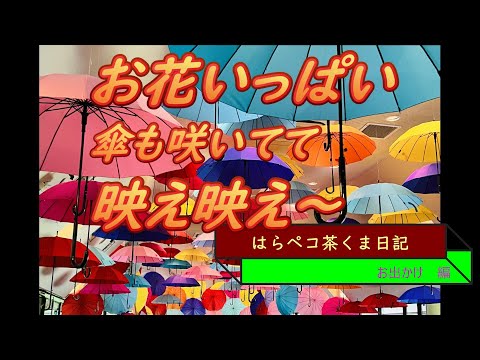 はらペコ茶くま日記　お花畑で映え映え～の１日　スモーキングガンも